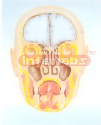 HUMAN PARANASAL SINUSES MODEL